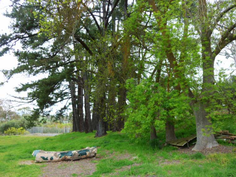 Second row of pine trees near the weir photos 2015