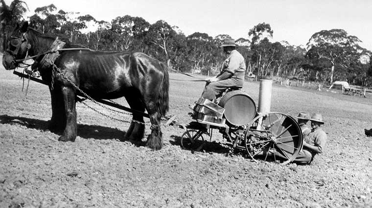 Planting tobacco at Paris Creek