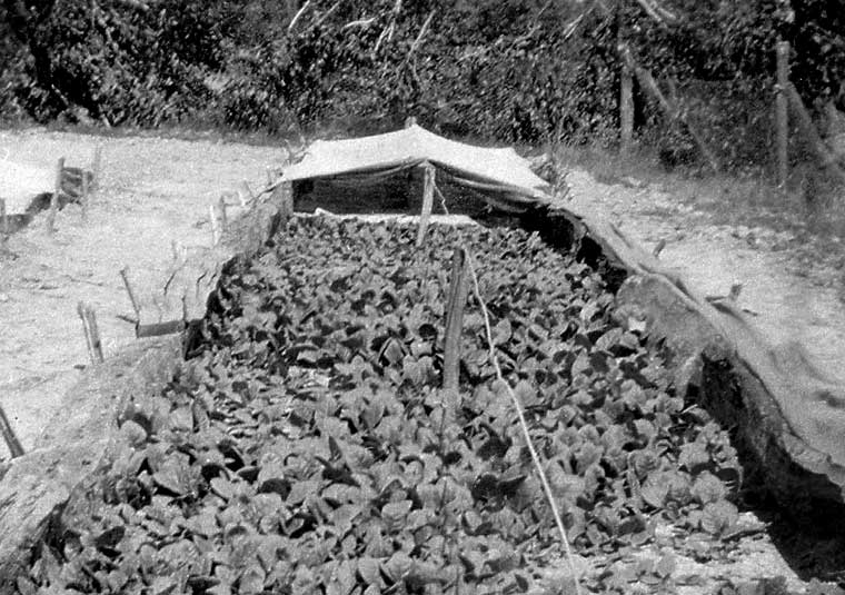 Tobacco seedlings