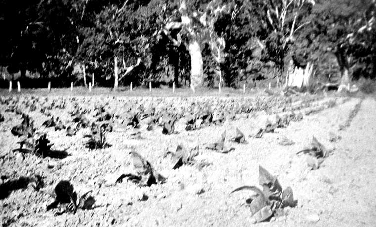 Young tobacco plants