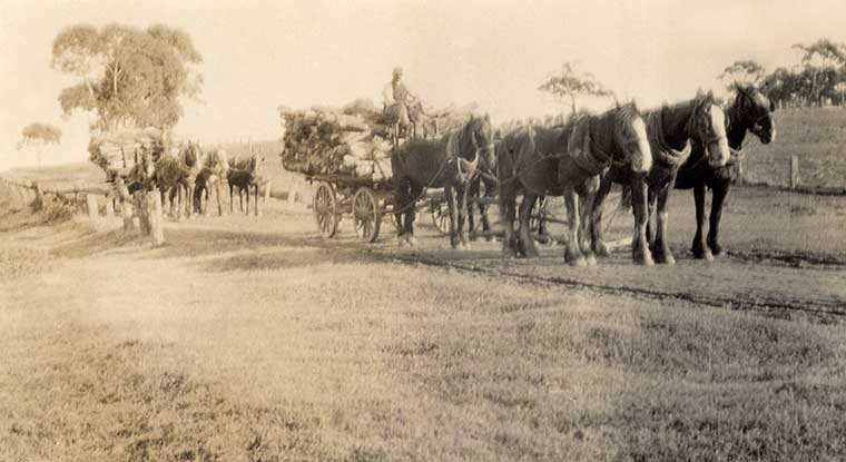 Two horse-teams carting wood from Paris Creek to Bugle Ranges