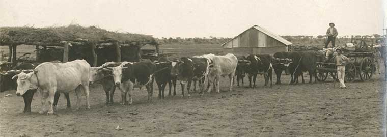 Bullock team and dray