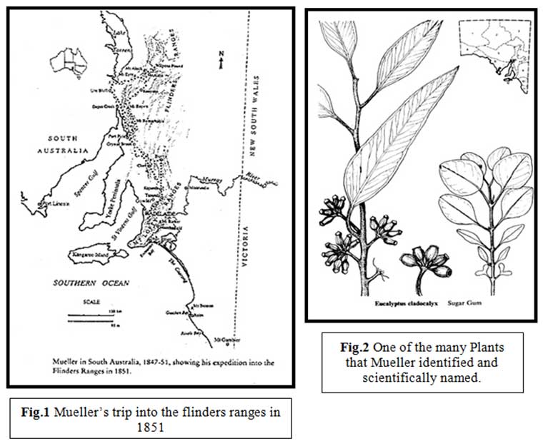 Mueller's trips into the Flinders Ranges