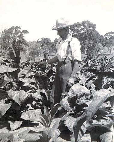 Tobacco Field