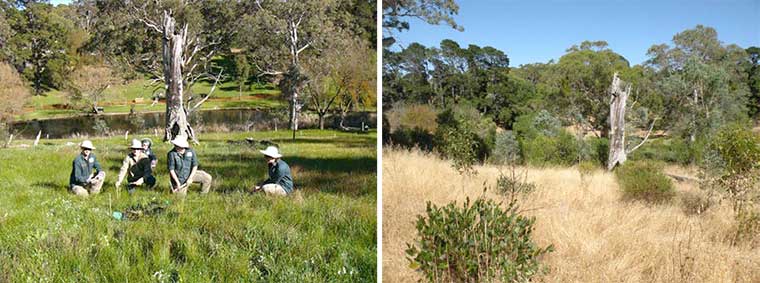 Macclesfield BushCare