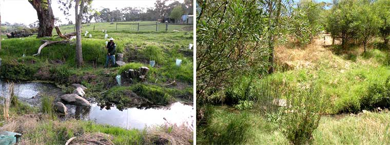 Macclesfield BushCare