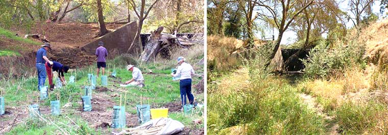 Macclesfield BushCare