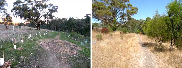 Macclesfield BushCare