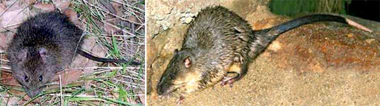 Macclesfield BushCare