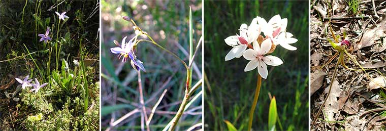 Native flora