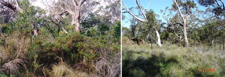 Bushcare photos