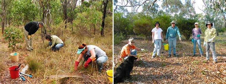 Bushcare photos