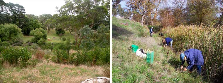 Macclesfield BushCare