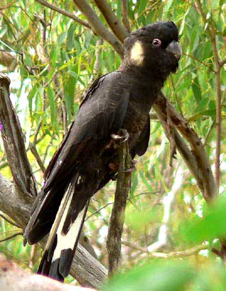 Yellow tailed black cockatoo (J Gitsham)
