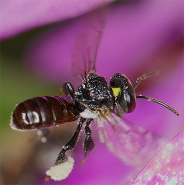 Endemic stingless bee